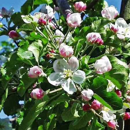 Apartment Bodensee Kressbronn Fischerdorf 3